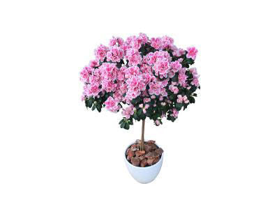 Pink Azalea Tree