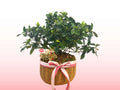 Mother's Day Gardenia Plant