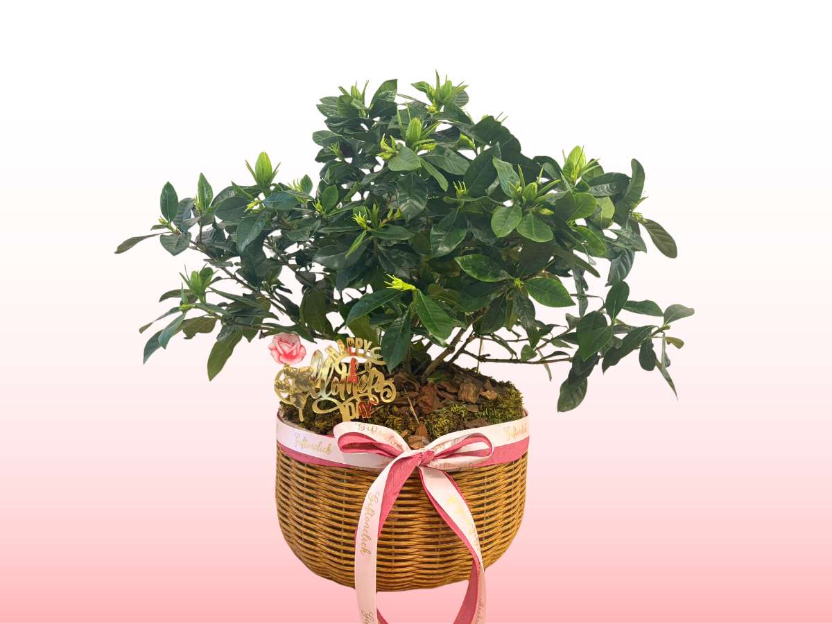 Mother's Day Gardenia Plant