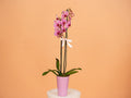 2 Stems Purple Orchid Pot