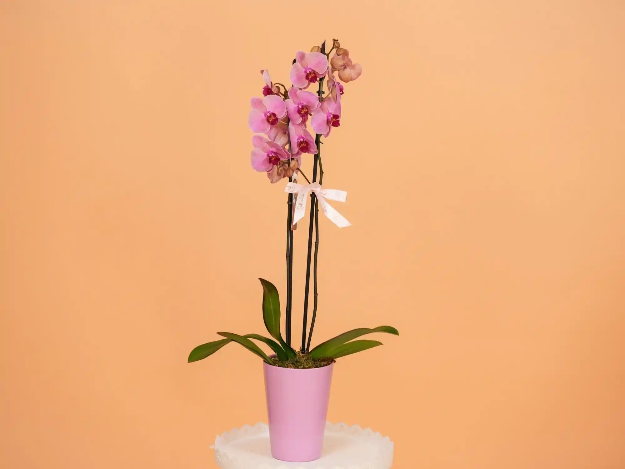 Pink orchid in a pink pot on a white pedestal against an orange background