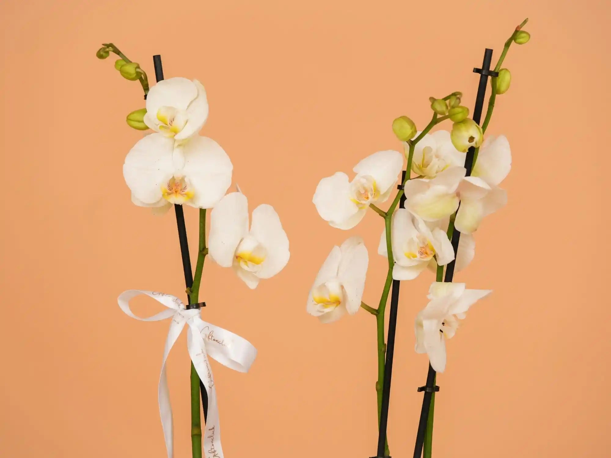 Two white orchids with green stems on a peach background