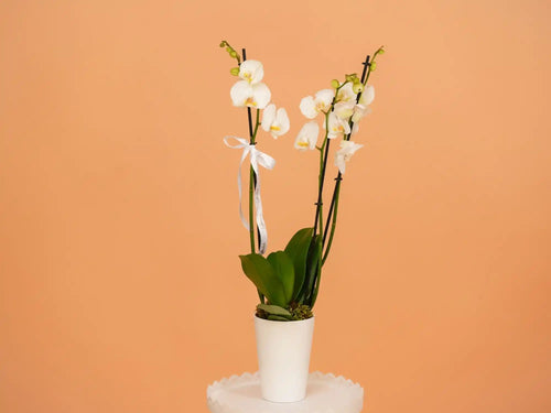 Potted white orchid with green leaves on a peach background