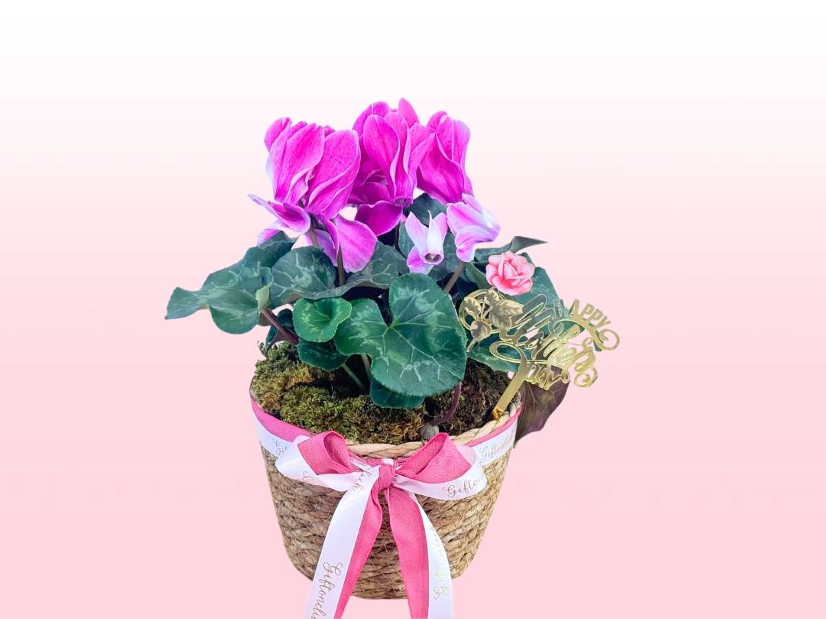 Mom's Cyclamen Pot