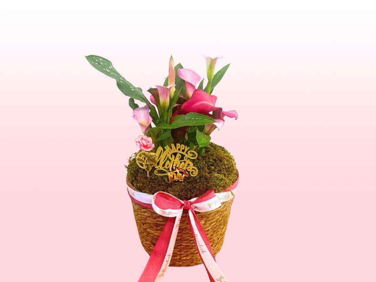 Arum Plant for Mama