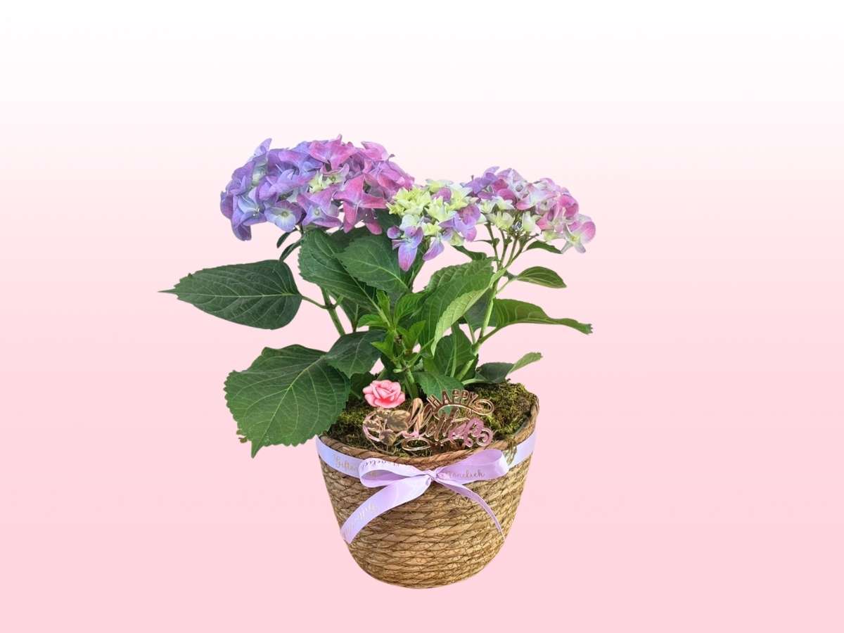 Mother's Day Blooming Hydrangea