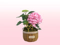 Mother's Day Blooming Hydrangea