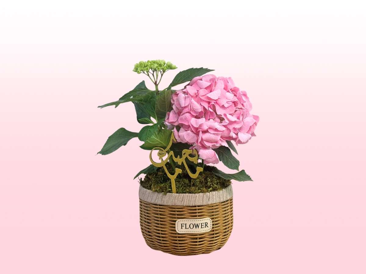 Mother's Day Blooming Hydrangea