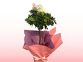 Mother's Day Gardenia Tree