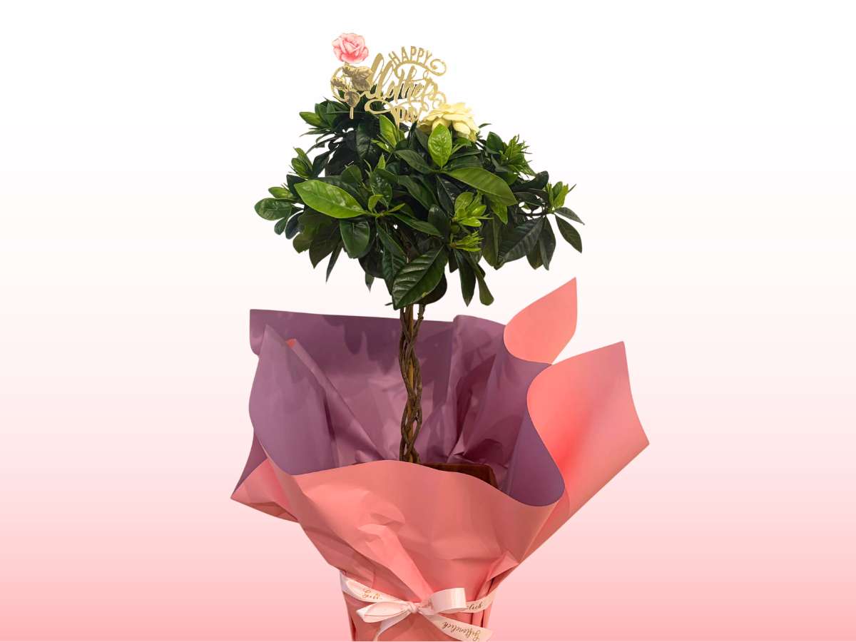 Mother's Day Gardenia Tree