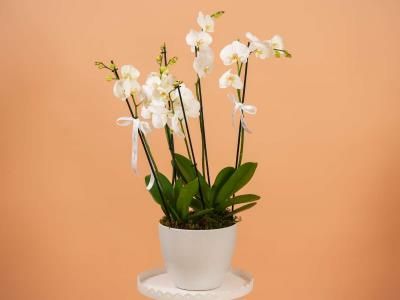 4 Stems Orchid Pot