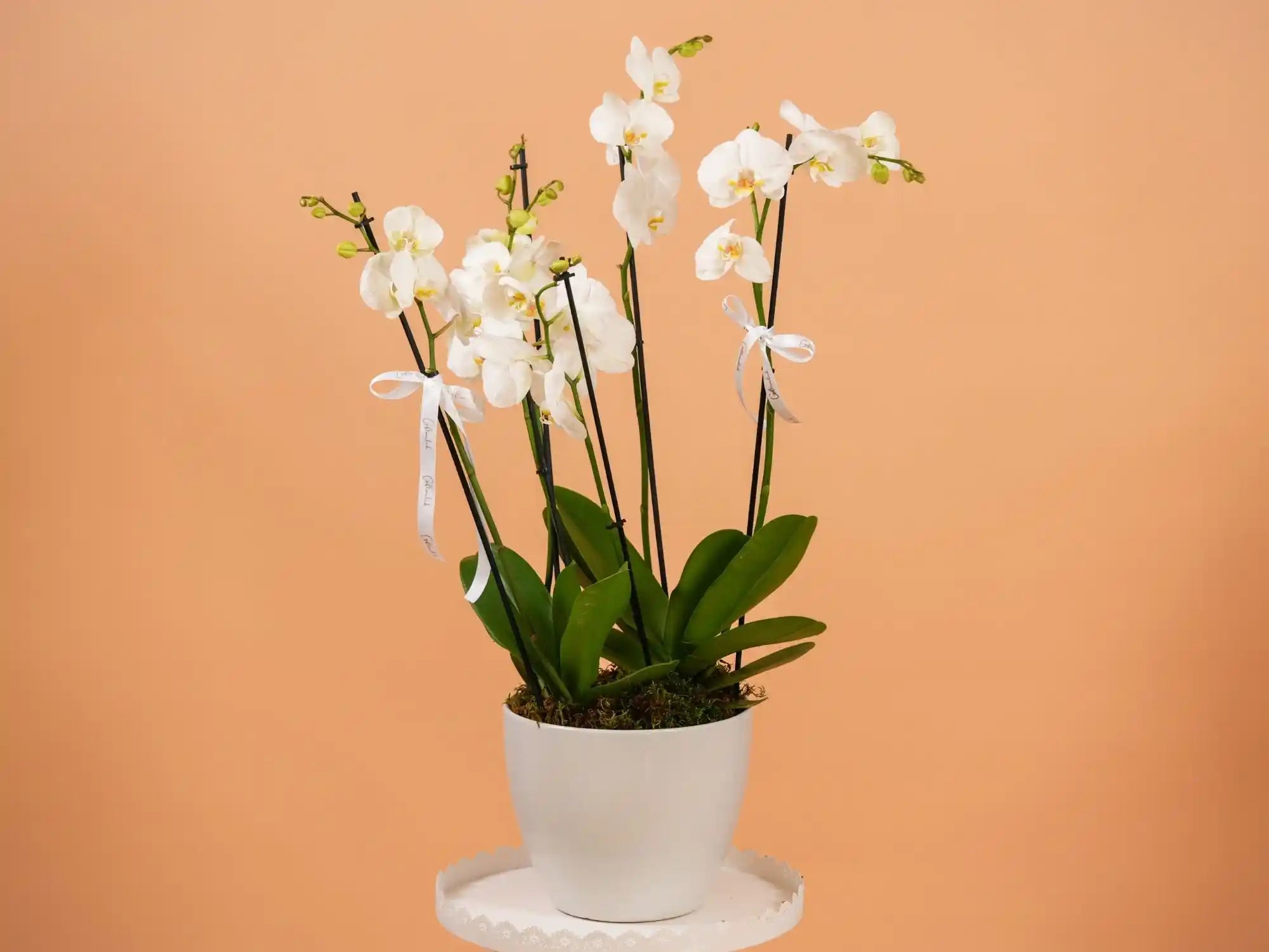 4 Stems White Orchid Pot – Luxury Plant Gift Lebanon