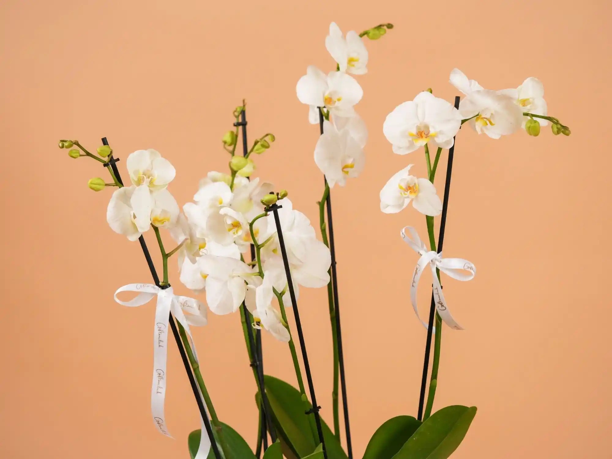 4 Stems White Orchid Pot – Luxury Plant Gift Lebanon