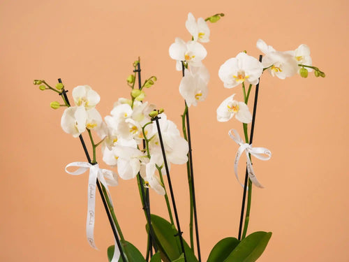 4 Stems White Orchid Pot – Luxury Plant Gift Lebanon