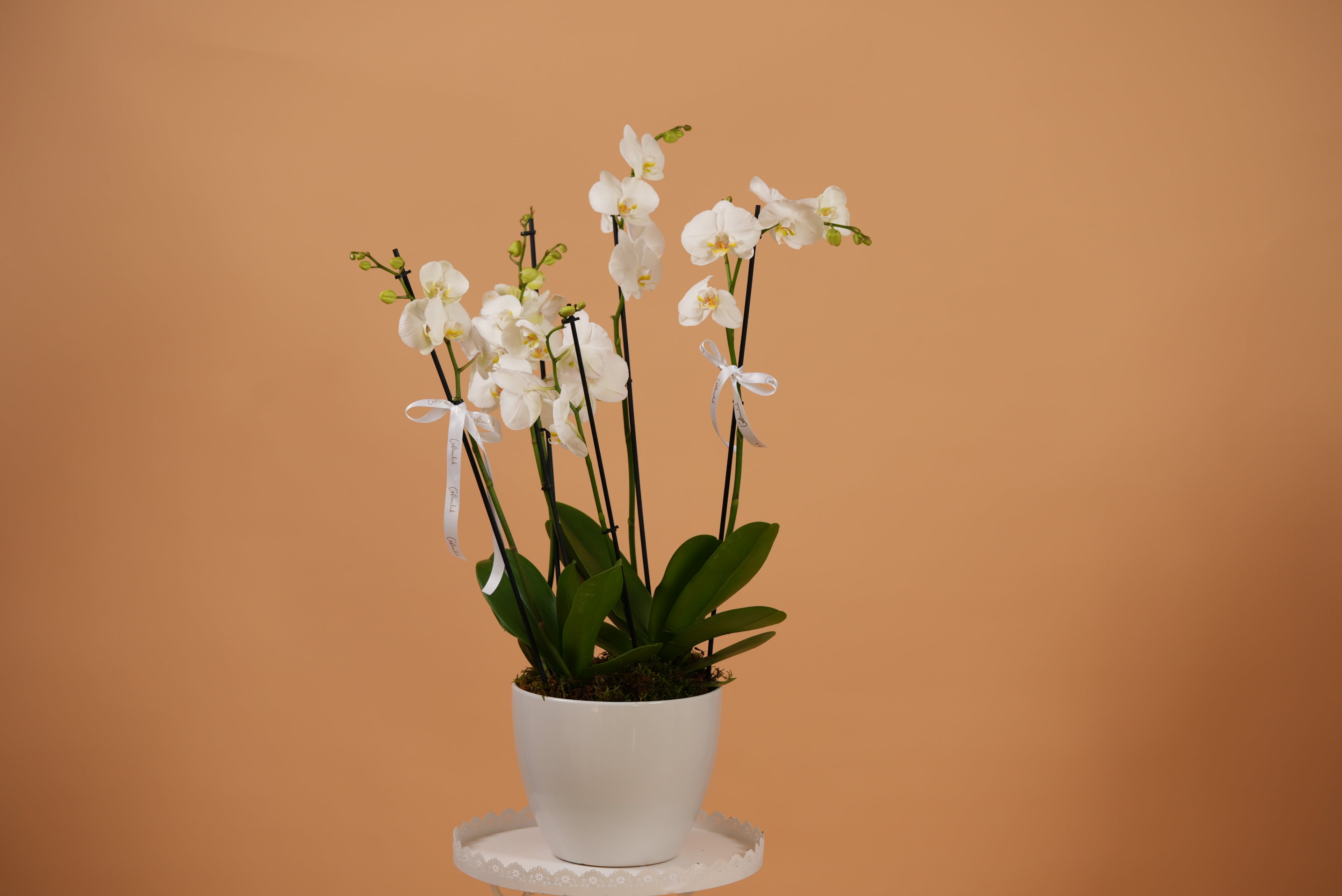 4 Stems Orchid Pot