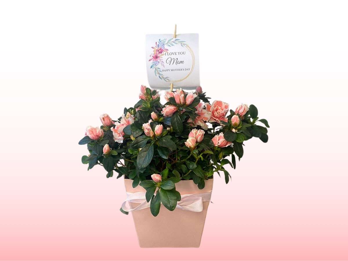 Potted plant with pink flowers and a decorative tag on a white background
