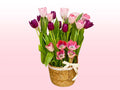 Basket of pink and purple tulips on a light pink background