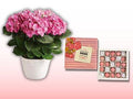 Mother's Day Hortencia's & Chocolates Bundle