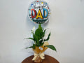 Peace Lilies Plant 