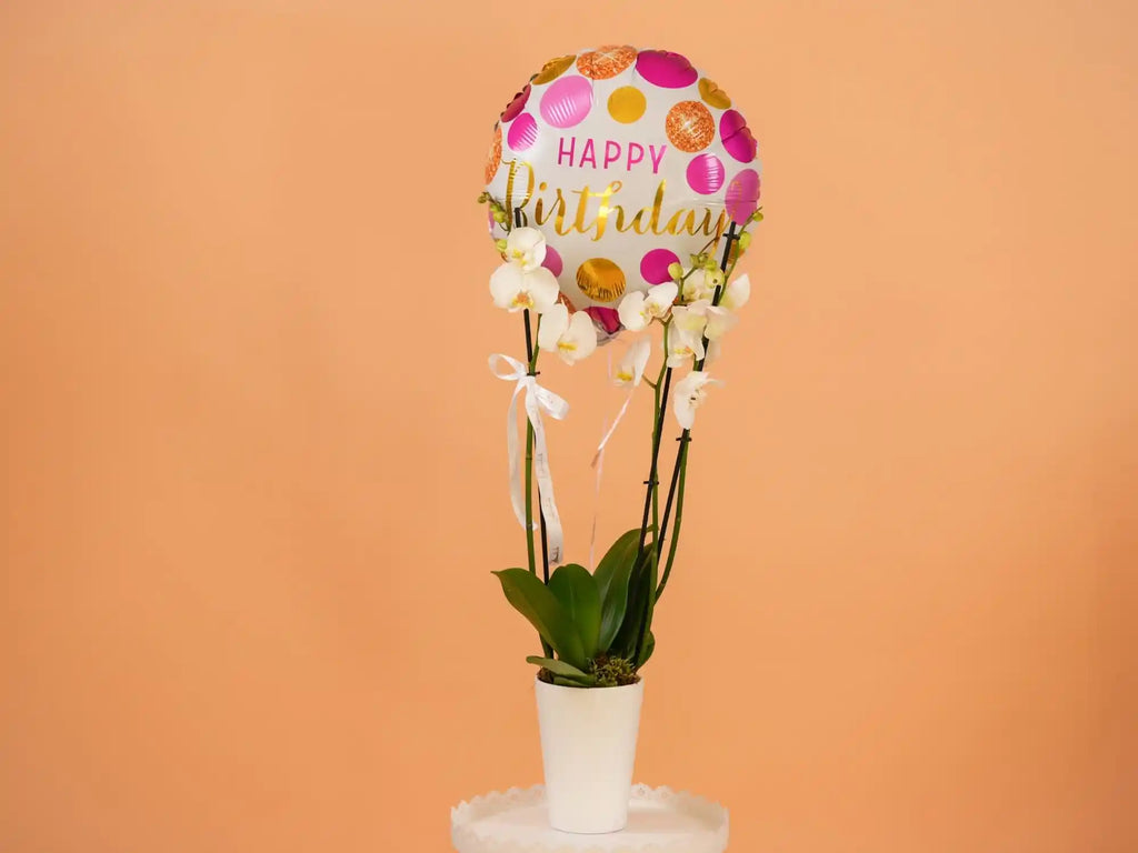 Birthday Orchid Bundle – elegant orchid plant gift arrangement for birthdays, delivered in Lebanon