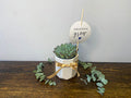 Hen Plant in Pot