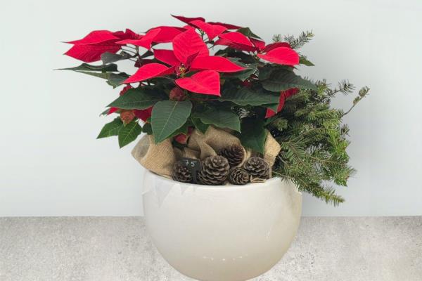 Poinsettia Pot