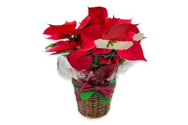 Red Poinsettia-Medium