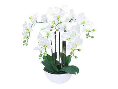 Arrangement of 2 White Orchids