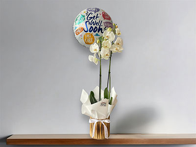 Orchid With Get Well Soon Balloon 
