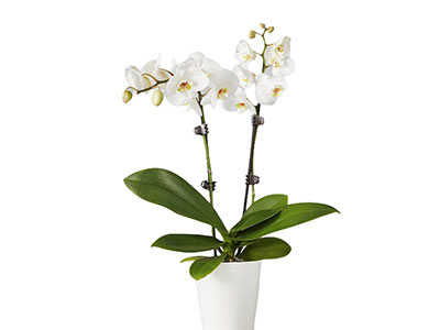 White Orchid-Twin Stems
