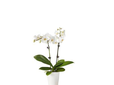 White Orchid-Twin Stems | Mother