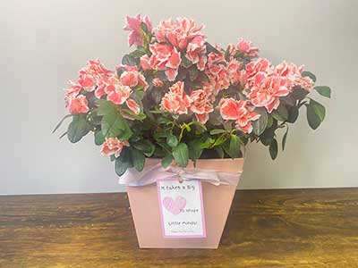 Pink Azalea Plant 