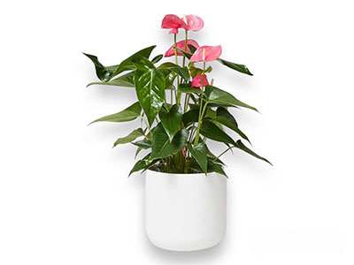 Flamingo Lili Plant