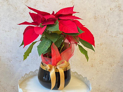 Red Poinsettia-Medium