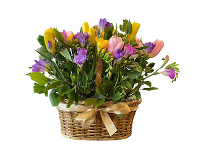 Mixed Tulips Basket | Fresh Flowers & Plants